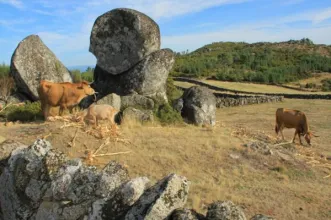 Rota - Rota dos Laranjais - Castelões| Tondela| Viseu Dão Lafões| Portugal