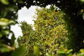 Rota - Rota dos Laranjais - Castelões| Tondela| Viseu Dão Lafões| Portugal