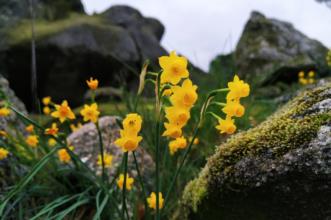 Rota - PR 2 CRS – Rotas dos Narcissus - Fiais da Telha| Carregal do Sal| Viseu Dão Lafões| Portugal