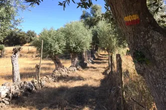 Rota - PR2 ARL Rota das Azinhagas de São Pedro da Gafanhoeira - São Pedro da Ganhofeira| Arraiolos| Alentejo Central| Portugal