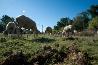Route - PR2 SRD Trilho do Pastor - Sardoal| Portugal