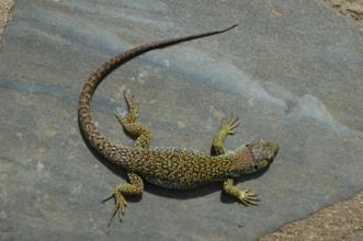 Route - PR2 SRD Trilho do Pastor - Sardoal| Portugal