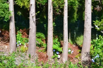 Rota - PR2 PIC Caminho dos Burros - São Roque| São Roque do Pico| Região Autónoma dos Açores| Portugal