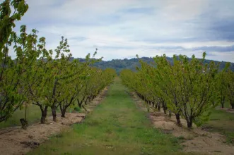 Rota - PR8 CVL – Rota Das Cerejeiras - Ferro| Covilhã| Beiras e Serra da Estrela| Portugal