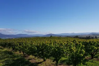 Rota - PR8 CVL – Rota Das Cerejeiras - Ferro| Covilhã| Beiras e Serra da Estrela| Portugal