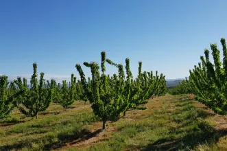 Rota - PR8 CVL – Rota Das Cerejeiras - Ferro| Covilhã| Beiras e Serra da Estrela| Portugal