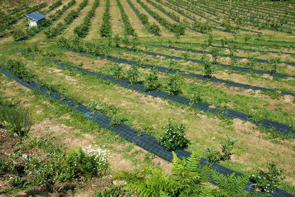 Route - Na Encosta dos Mirtilos  - Romariz| Santa Maria da Feira| Área Metropolitana do Porto| Portugal