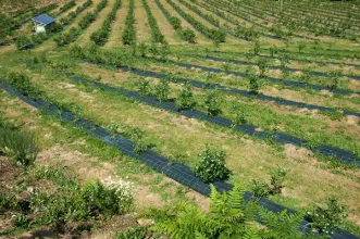 Route - Na Encosta dos Mirtilos  - Romariz| Santa Maria da Feira| Área Metropolitana do Porto| Portugal