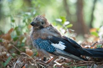 Rota - PR4 SRD Via Romana - Valhascos| Sardoal| Médio Tejo| Portugal