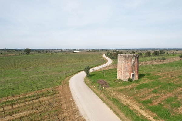 Rota - PR2 CNT - Rota da Vinha  - Cantanhede| Região de Coimbra| Portugal