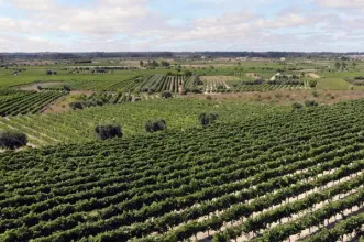 Rota - PR2 CNT - Rota da Vinha  - Cantanhede| Região de Coimbra| Portugal