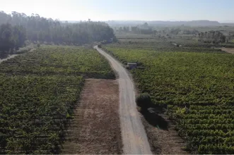 Rota - PR2 CNT - Rota da Vinha  - Cantanhede| Região de Coimbra| Portugal