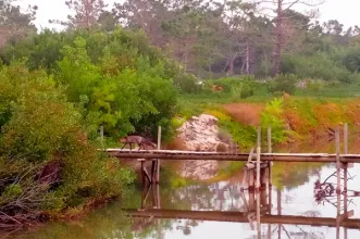 Route - PR4 CNT - Rota das Areias Douradas  - Praia da Tocha| Cantanhede| Região de Coimbra| Portugal