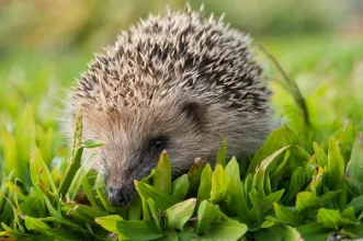 Rota - PR1 VGS Trilho da Lontra - Covão do Lobo| Vagos| Região de Aveiro| Portugal