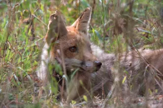 Rota - PR1 VGS Trilho da Lontra - Covão do Lobo| Vagos| Região de Aveiro| Portugal