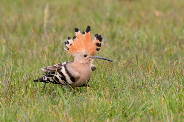 Rota - PR1 VGS Trilho da Lontra - Covão do Lobo| Vagos| Região de Aveiro| Portugal