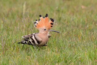 Rota - PR1 VGS Trilho da Lontra - Covão do Lobo| Vagos| Região de Aveiro| Portugal