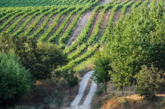 Rota - Centro de BTT Nelas - Percurso 1  - Nelas| Nelas| Viseu Dão Lafões| Portugal