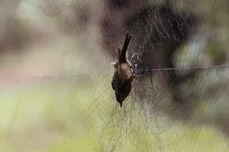 Rota - Percurso Interpretativo Reserva Natural do Paul de Arzila - Arzila| Coimbra| Região de Coimbra| Portugal