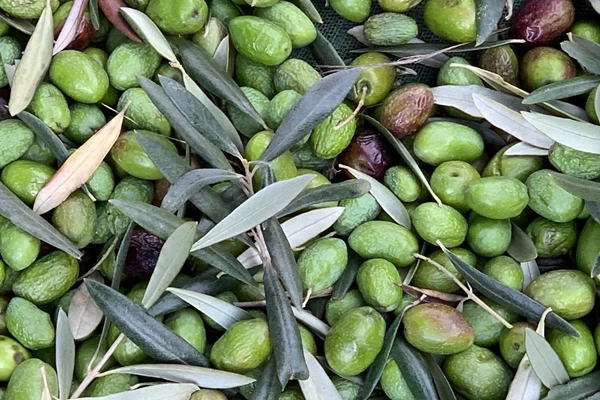 Rota - Rota das Oliveiras - Santulhão| Vimioso| Terras de Trás-os-Montes| Portugal