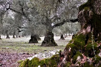 Rota - Rota das Oliveiras - Santulhão| Vimioso| Terras de Trás-os-Montes| Portugal