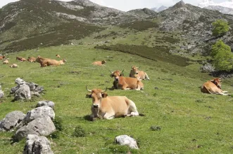 Route - Demués - Los Lagos - Onís| Asturias| España