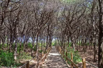 Rota - Passadiços da Mata dos Medos - Almada| Área Metropolitana de Lisboa| Portugal