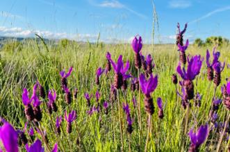Rota - GR 298 Grande Rota dos Moinhos e dos Lameiros - Portelo| Portugal