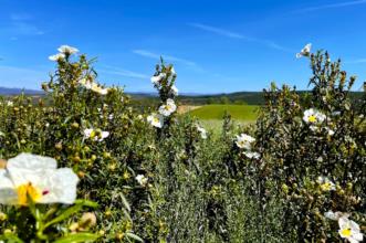 Rota -  GR 298 Etapa 1 - Grande Rota dos Moinhos e dos Lameiros - Portelo| Bragança| Terras de Trás-os-Montes| Portugal