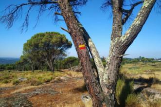 Rota - PR 1 CRS Rota da Pinha e do Pinhão - Oliveira do Conde | Carregal do Sal| Viseu Dão Lafões| Portugal