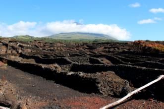 Rota - P1 - Canada do Mingato - Percurso do Vinho e da Vinha - Candalária| Madalena| Região Autónoma dos Açores| Portugal