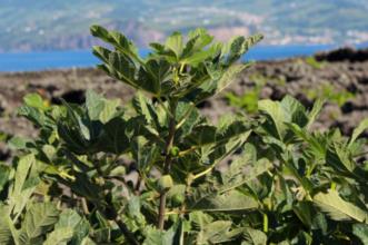 Rota - Rota do Vinho, da Vinha e dos Maroiços - São Mateus| Madalena| Região Autónoma dos Açores| Portugal