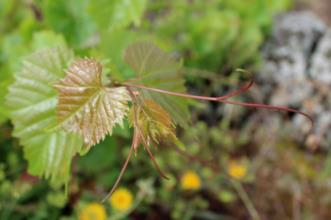 Rota - Rota do Vinho, da Vinha e dos Maroiços - São Mateus| Madalena| Região Autónoma dos Açores| Portugal