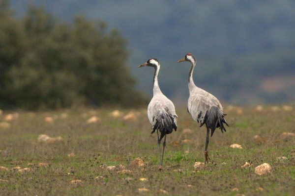 Rota - PR2 – Percurso dos Grous - Campo Maior| Campo Maior| Alto Alentejo| Portugal