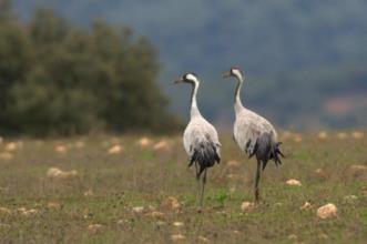Rota - PR2 – Percurso dos Grous - Campo Maior| Campo Maior| Alto Alentejo| Portugal