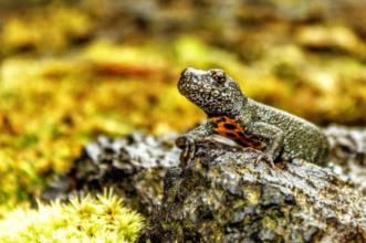 Route - PRC 37 SMI Janela do Inferno (Rota da Água) - Remédios| Lagoa| Região Autónoma dos Açores| Portugal