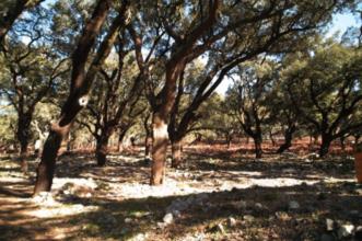 Rota - PR1 PNL- Caminho do Xisto da Ferraria de S. João - Ferraria de São João| Penela| Região de Coimbra| Portugal