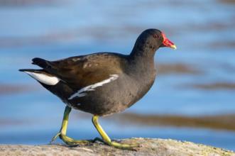 Rota - PR1 APC Pela Reserva do Cavalo do Sorraia - Reserva do cavalo do Sorraia| Alpiarça| Lezíria do Tejo| Portugal