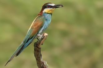 Rota - PR1 APC Pela Reserva do Cavalo do Sorraia - Reserva do cavalo do Sorraia| Alpiarça| Lezíria do Tejo| Portugal