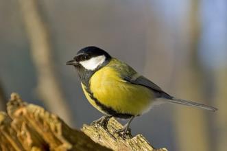 Rota - PR1 ALR Ribeira de Muge, um Tesouro Natural - Marianos| Almeirim| Lezíria do Tejo| Portugal