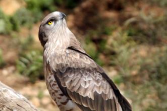 Rota - PR1 ALR Ribeira de Muge, um Tesouro Natural - Marianos| Almeirim| Lezíria do Tejo| Portugal