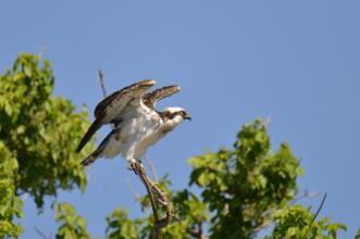 Rota - PR1 CTX Lado a Lado com o Tejo - Porto de Muge| Cartaxo| Lezíria do Tejo| Portugal