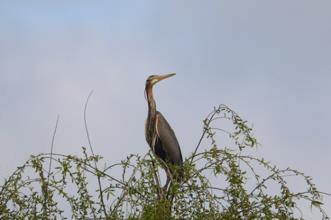 Rota - PR1 GLG Reserva Natural do Paul do Boquilobo - Monte de Miranda| Golegã| Lezíria do Tejo| Portugal