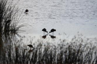 Rota - PR1 GLG Reserva Natural do Paul do Boquilobo - Monte de Miranda| Golegã| Lezíria do Tejo| Portugal