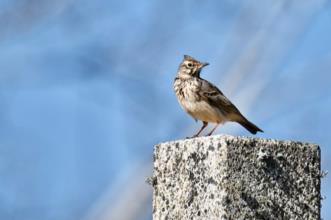 Route - PR4 RMR Parque Natural das Serras de Aire e Candeeiros - Aldeia de Chãos| Rio Maior| Lezíria do Tejo| Portugal