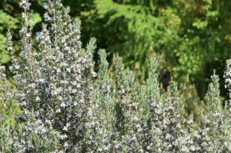 Route - PR4 RMR Parque Natural das Serras de Aire e Candeeiros - Aldeia de Chãos| Rio Maior| Lezíria do Tejo| Portugal