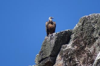 Rota - PR9 NIS Trilho da Mina de Ouro do Conhal - Santana| Nisa| Alto Alentejo| Portugal