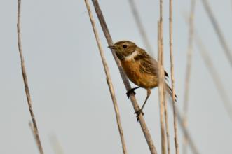 Route - PR 5 MTL – Ao Ritmo das Águas do Vascão - Mesquita| Mértola| Baixo Alentejo| Portugal