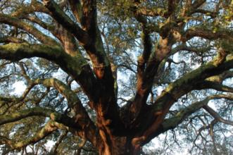 Rota - Caminhos do Vale ao Montado - Vila Nova da Erra| Coruche| Lezíria do Tejo| Portugal