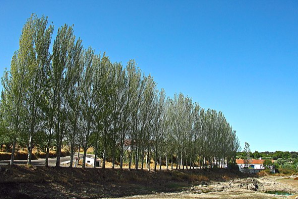 Rota - PR3 ARR Forte e Valorosa Vila de Arronches - Arronches| Arronches| Alto Alentejo| Portugal